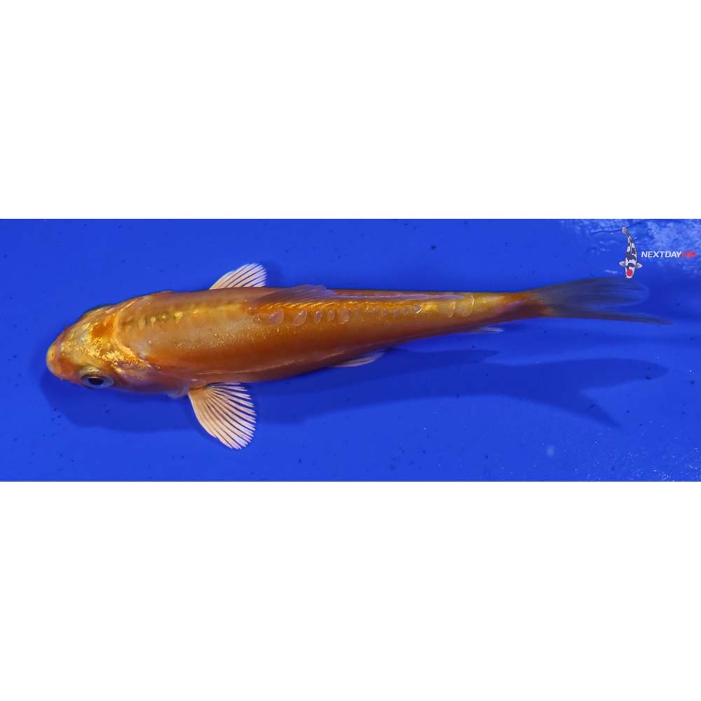 3.5” Imported Doitsu Orenji Ogon