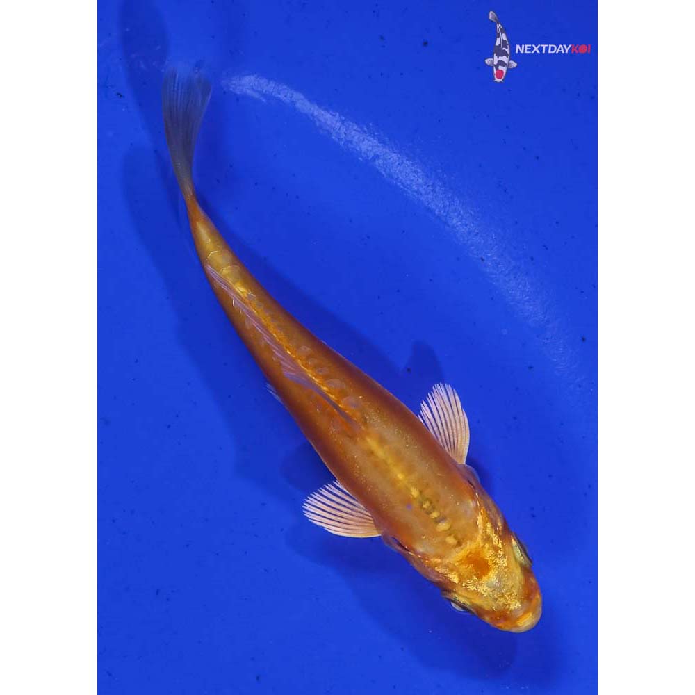 3.5” Imported Doitsu Orenji Ogon