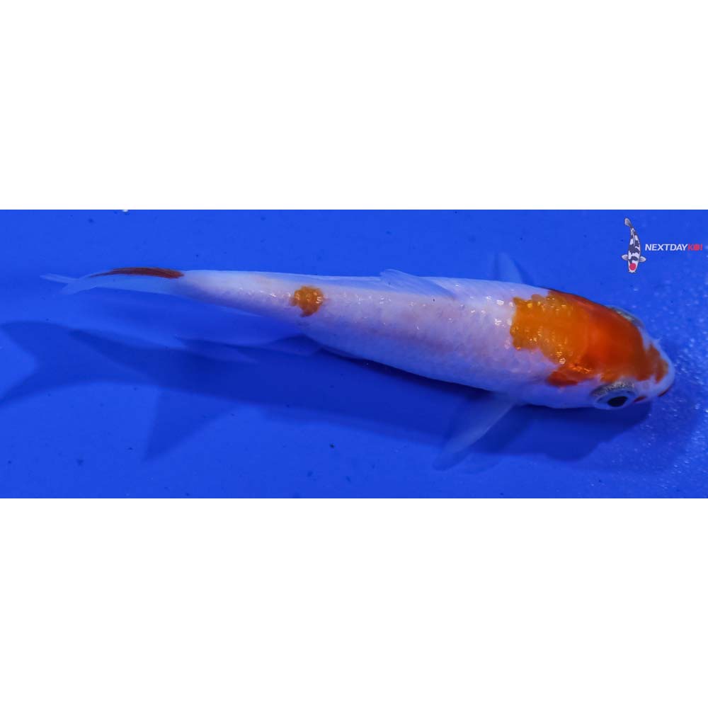 3” Imported Gin Rin Kohaku