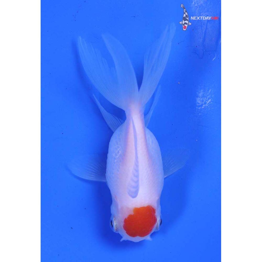 3” Imported Redcap Oranda