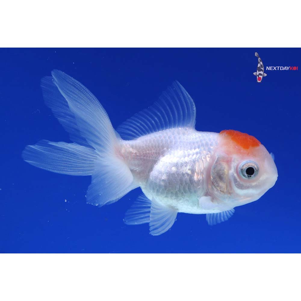 3” Imported Redcap Oranda