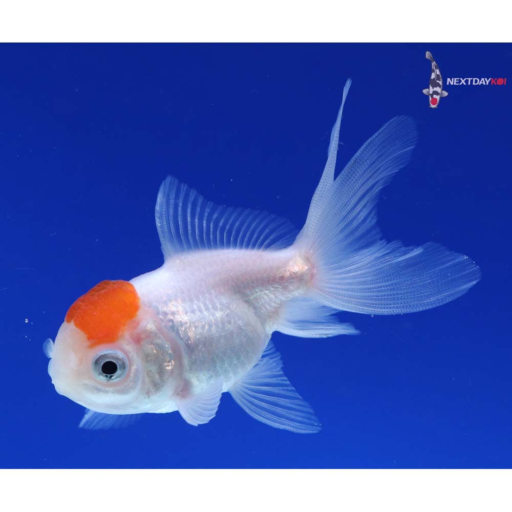 3” Imported Redcap Oranda