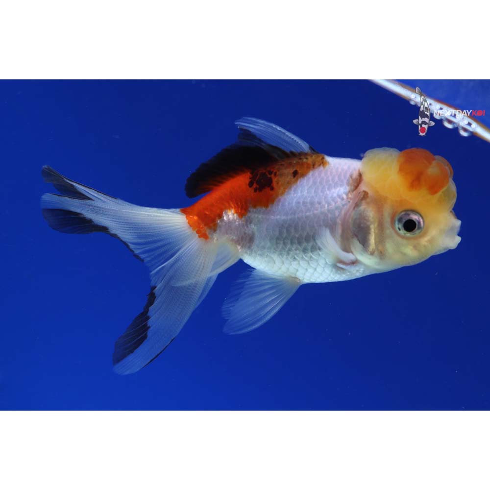 4” Imported Tri Color Panda Oranda