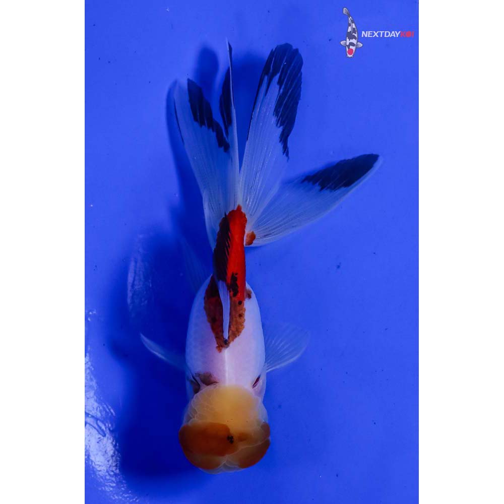 4” Imported Tri Color Panda Oranda