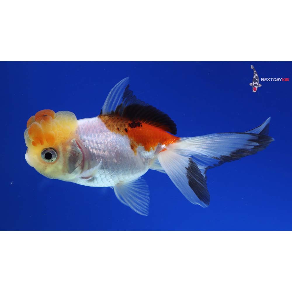4” Imported Tri Color Panda Oranda