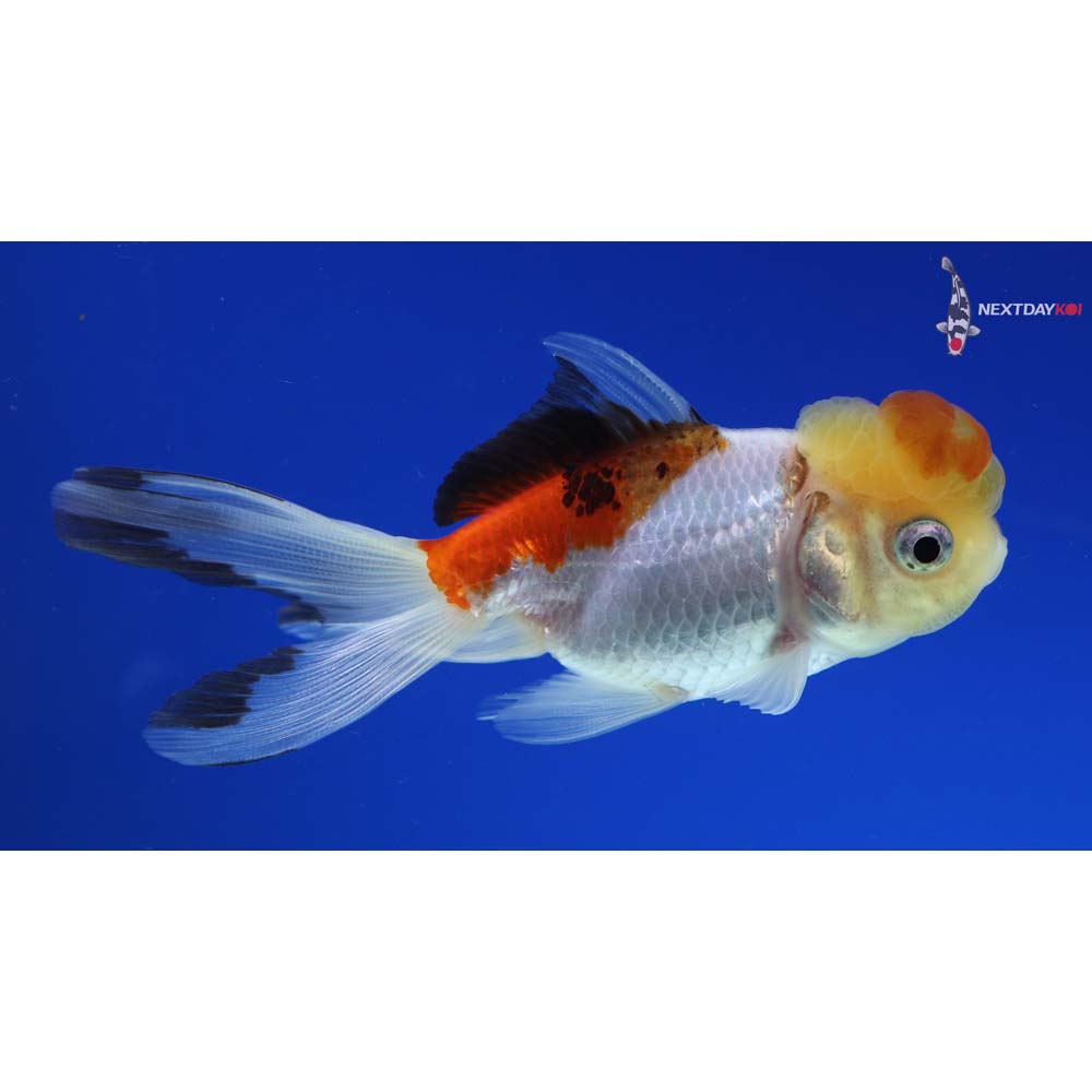 4” Imported Tri Color Panda Oranda