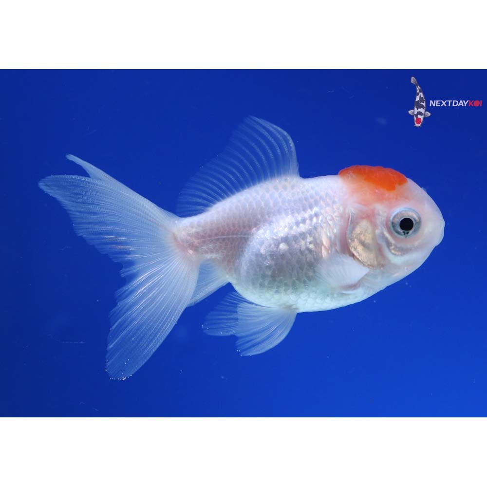 3” Imported Redcap Oranda