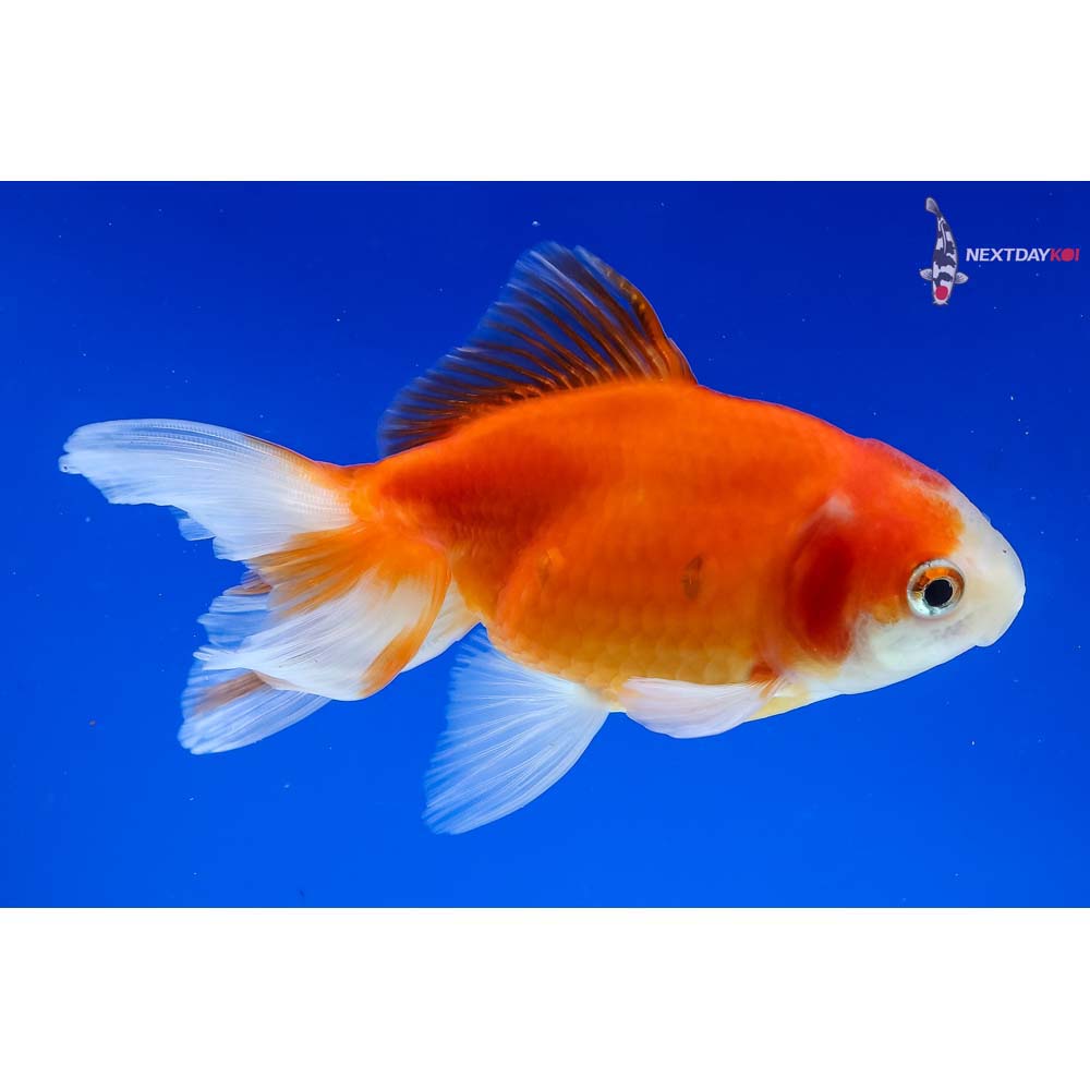 5” Imported Red and White Fantail