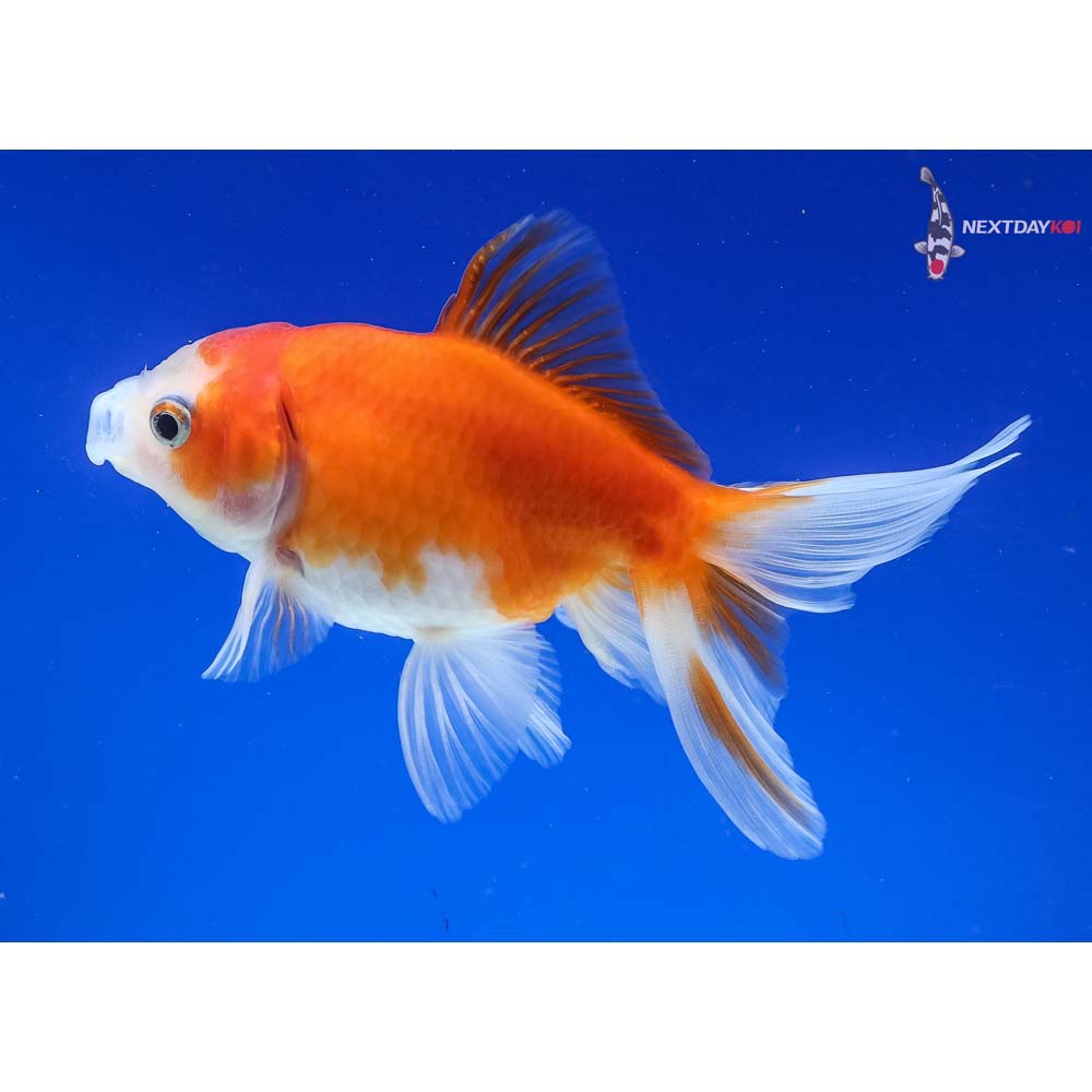 5” Imported Red and White Fantail