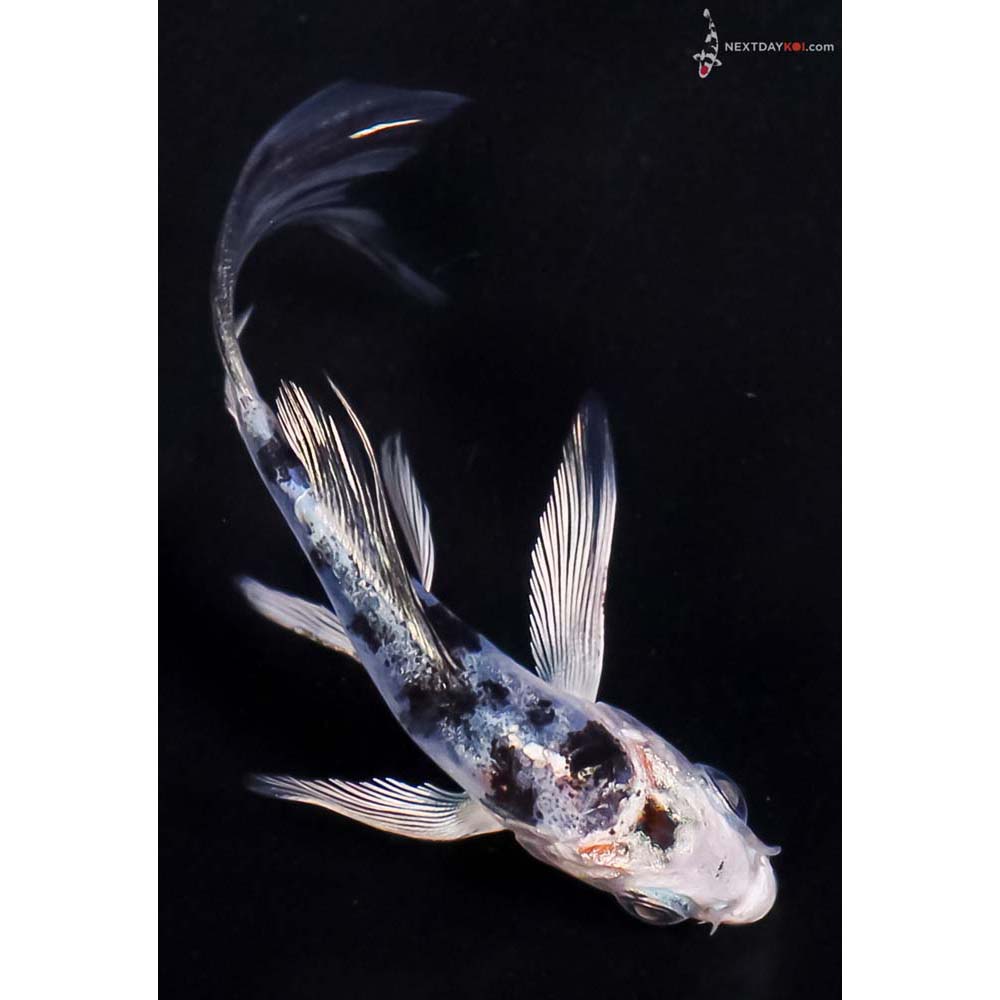3” Imported Doitsu Blue Gin Shiro Bekko Butterfly Koi