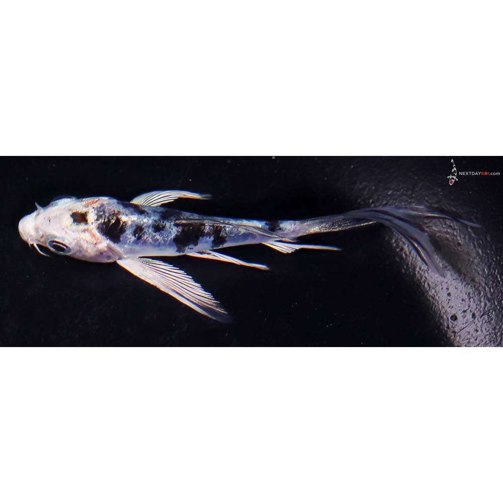 3” Imported Doitsu Blue Gin Shiro Bekko Butterfly Koi
