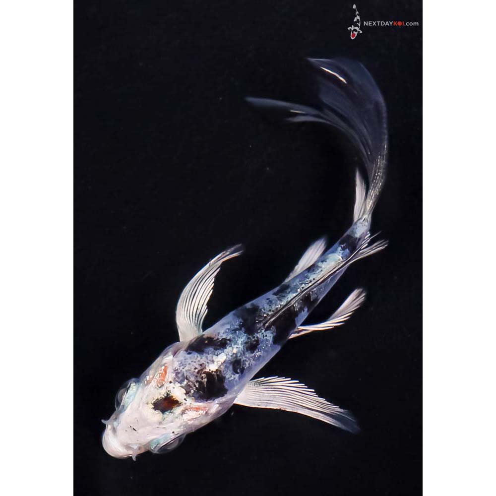 3” Imported Doitsu Blue Gin Shiro Bekko Butterfly Koi
