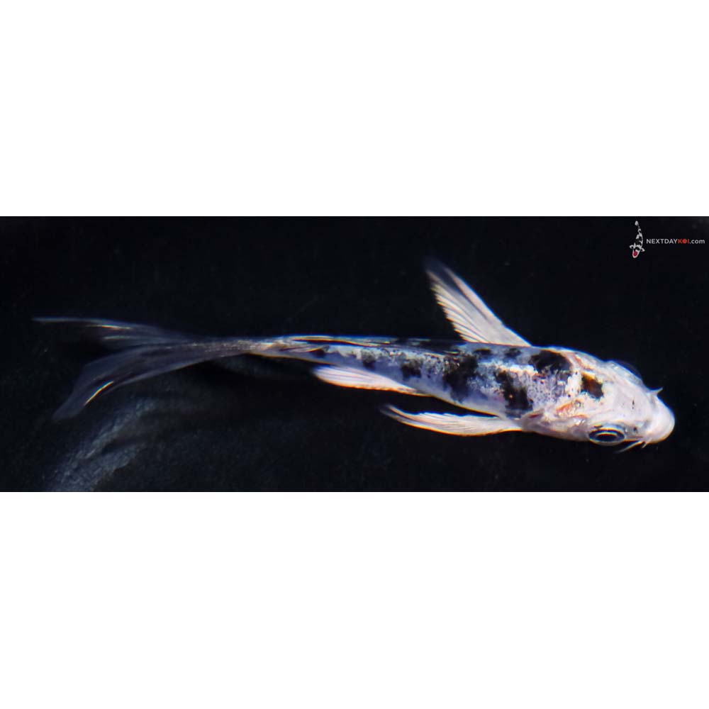 3” Imported Doitsu Blue Gin Shiro Bekko Butterfly Koi