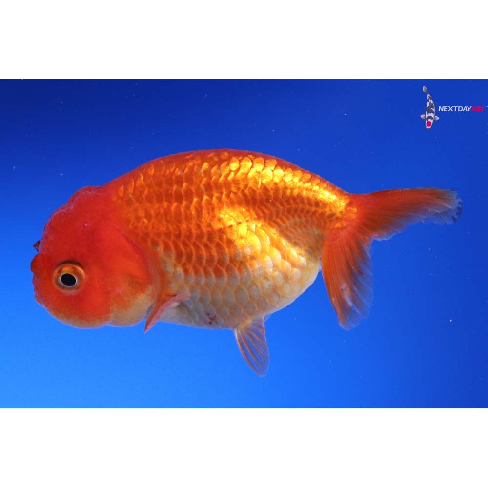 3.5” Imported Red Ranchu