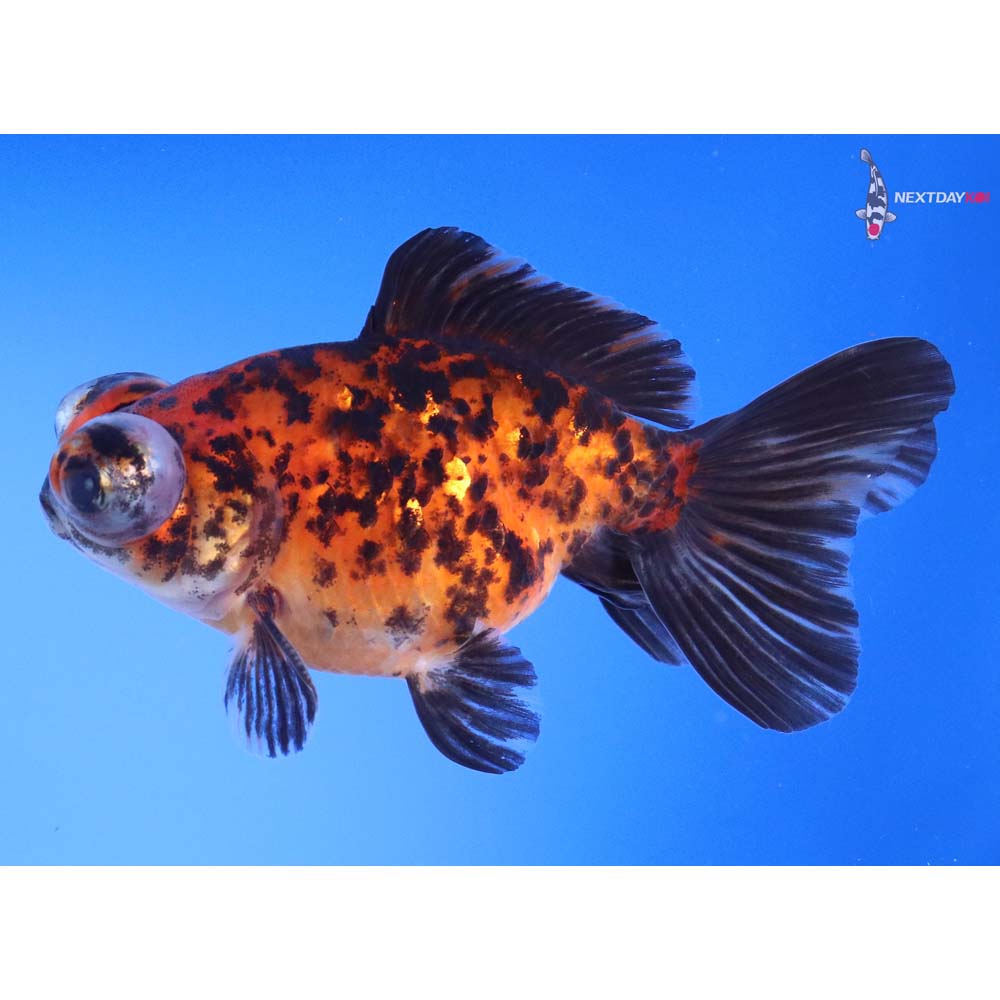 4” Imported Calico Telescope Fantail