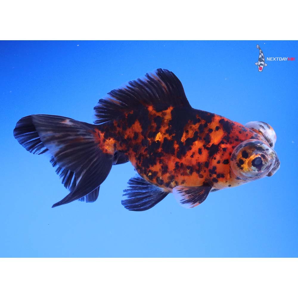 4” Imported Calico Telescope Fantail