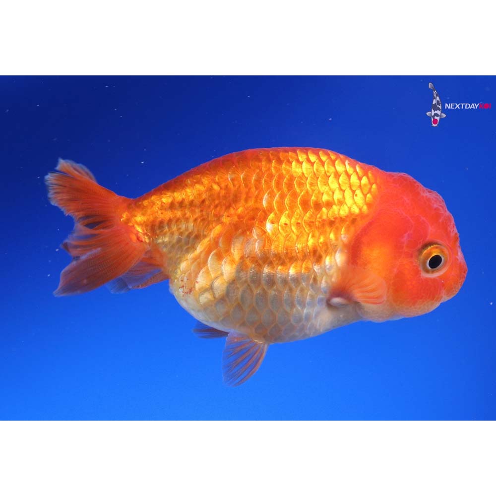 3.5” Imported Red Ranchu