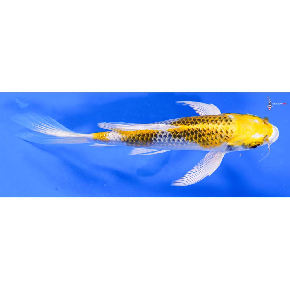 6” Imported Kujaku Butterfly Koi