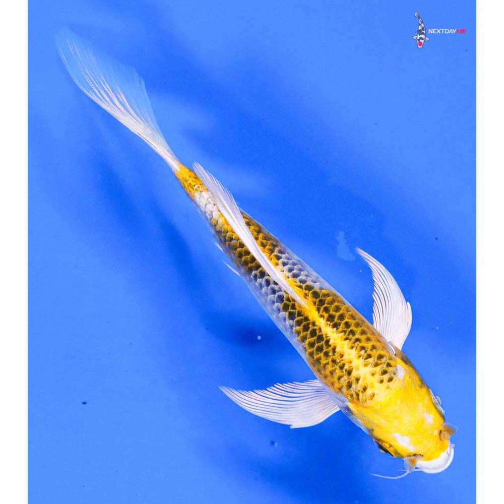 6” Imported Kujaku Butterfly Koi