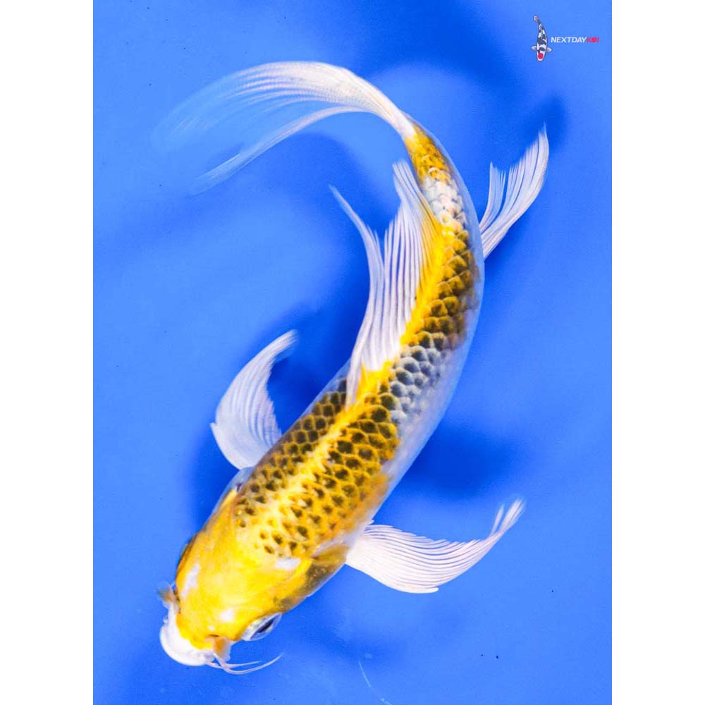 6” Imported Kujaku Butterfly Koi
