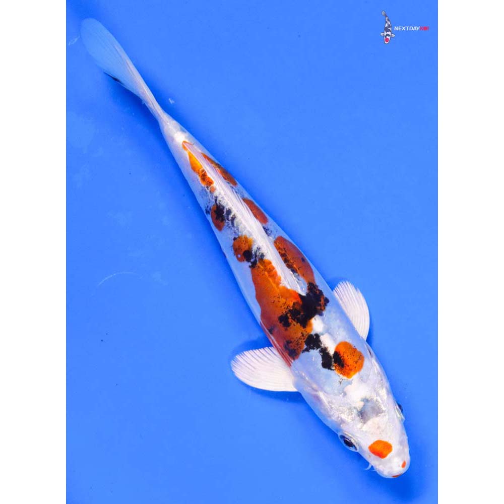 7” Imported Heisei Nishiki