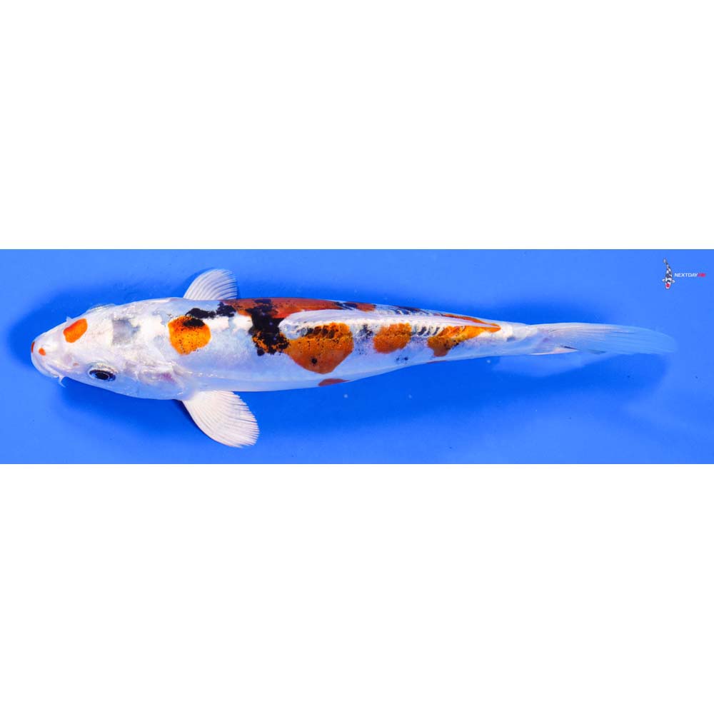 7” Imported Heisei Nishiki