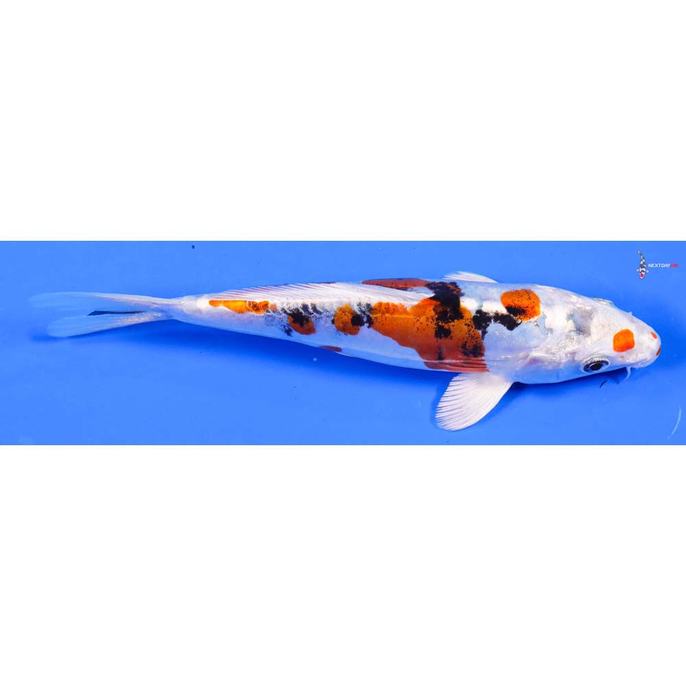 7” Imported Heisei Nishiki