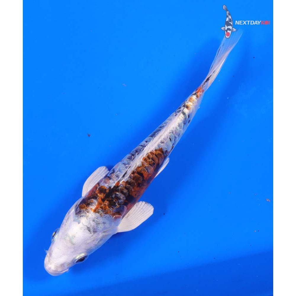 7” Imported Heisei Nishiki