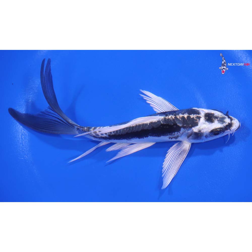 5.5” Imported Kikokuryu Butterfly Koi