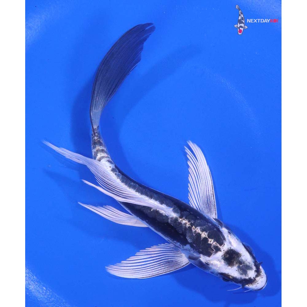 5.5” Imported Kikokuryu Butterfly Koi