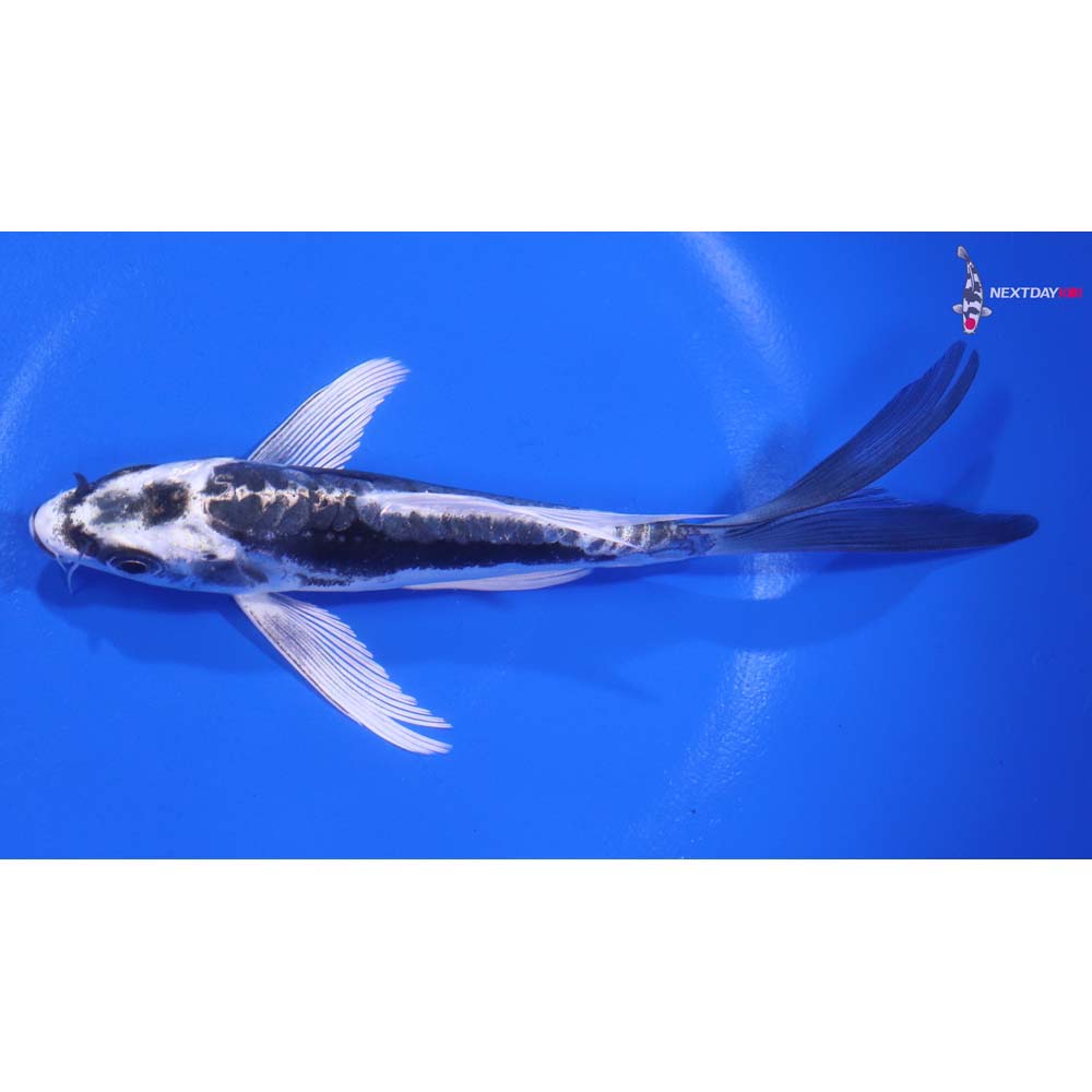 5.5” Imported Kikokuryu Butterfly Koi