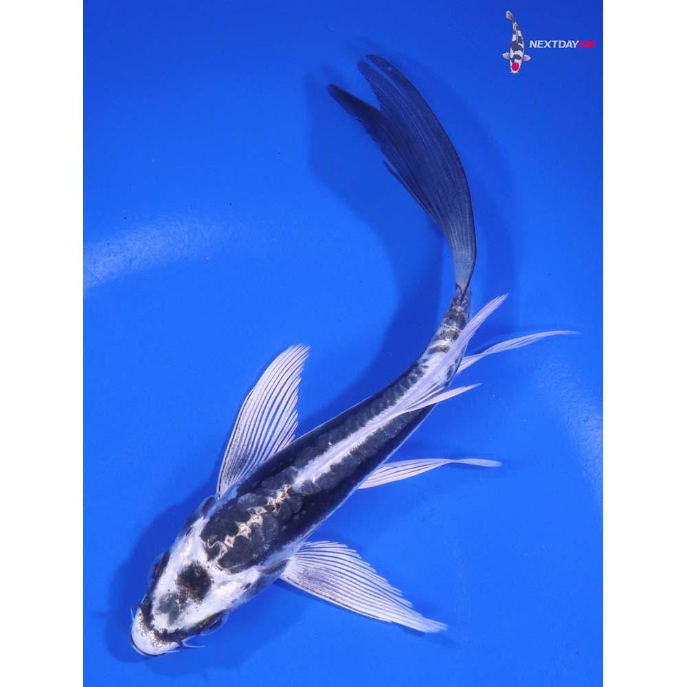 5.5” Imported Kikokuryu Butterfly Koi