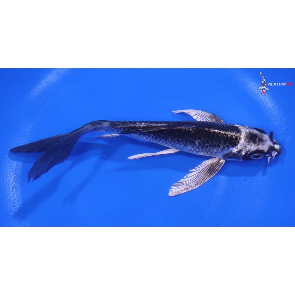 6” Imported Gin Matsuba Butterfly Koi