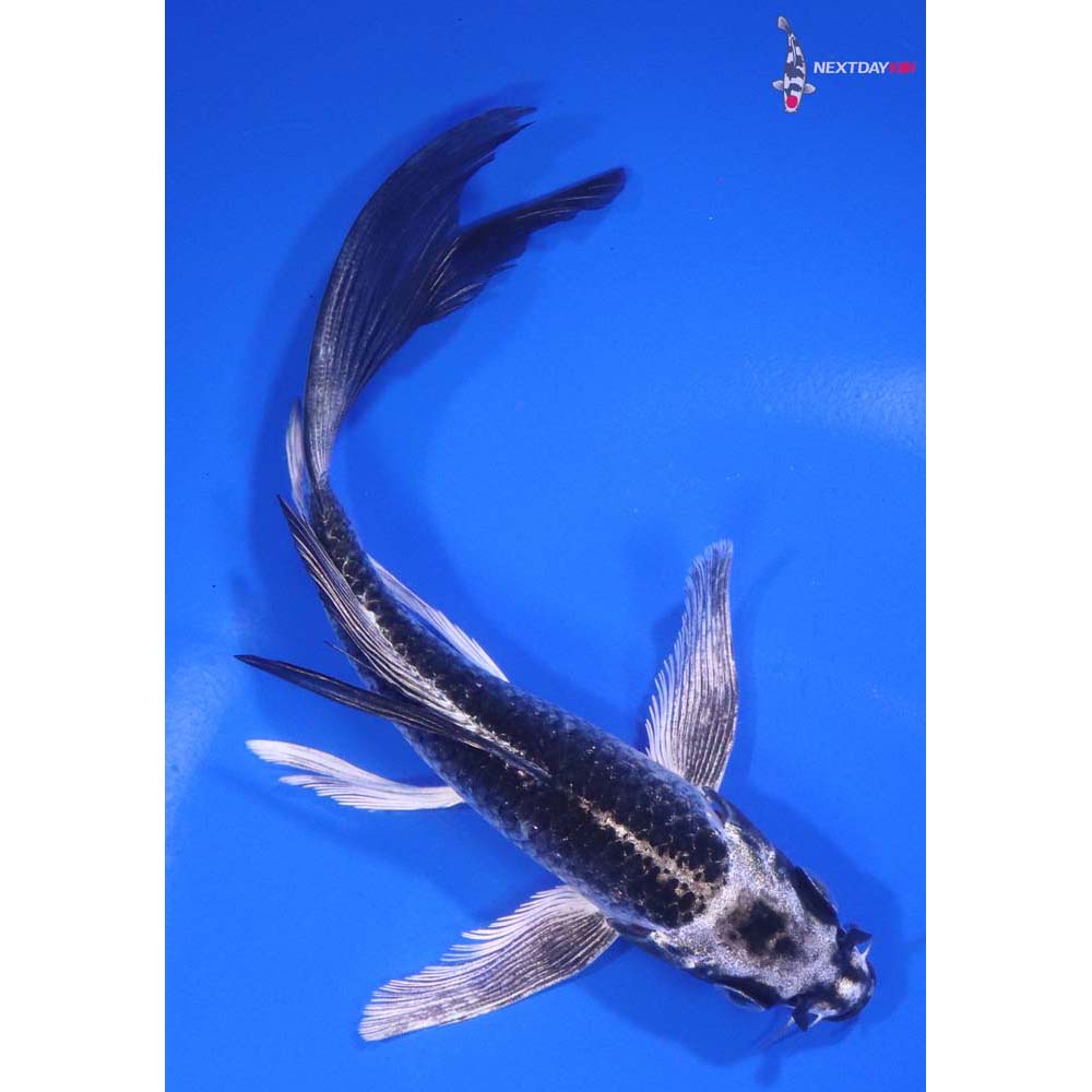 6” Imported Gin Matsuba Butterfly Koi