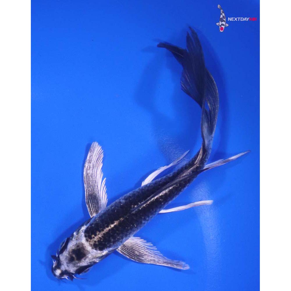 6” Imported Gin Matsuba Butterfly Koi