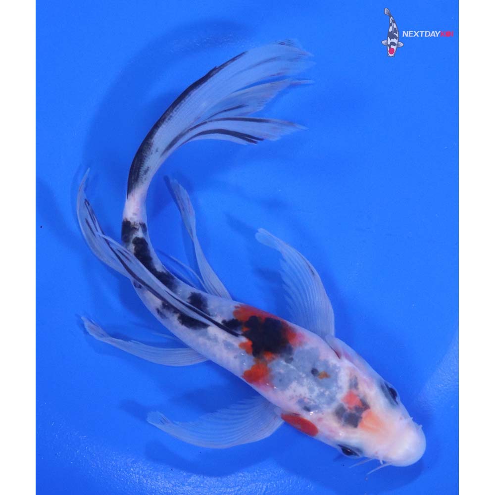 6” Imported Sanke Butterfly Koi