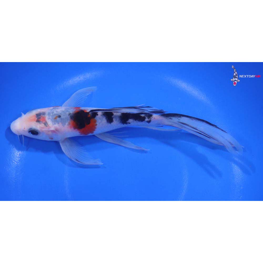 6” Imported Sanke Butterfly Koi