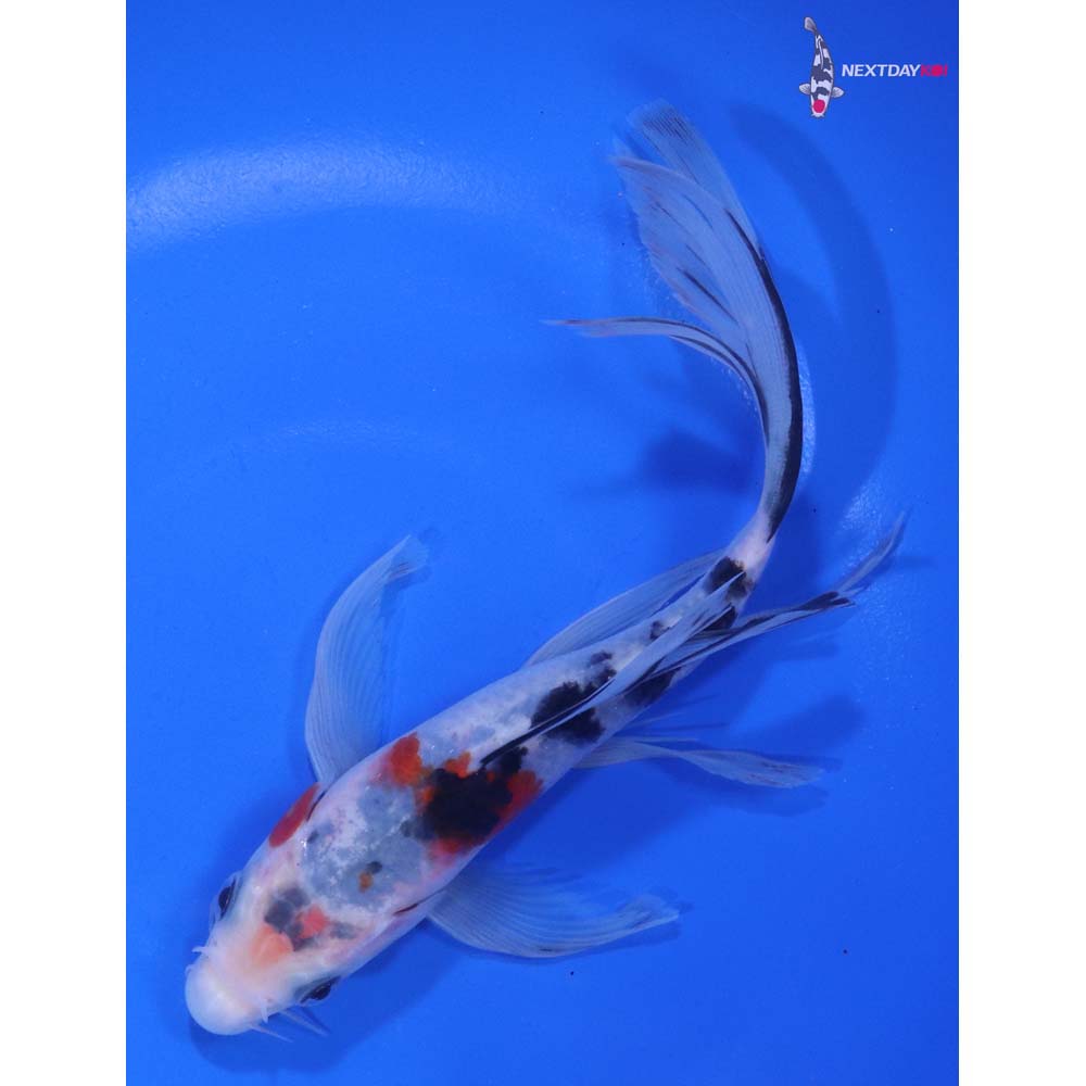 6” Imported Sanke Butterfly Koi