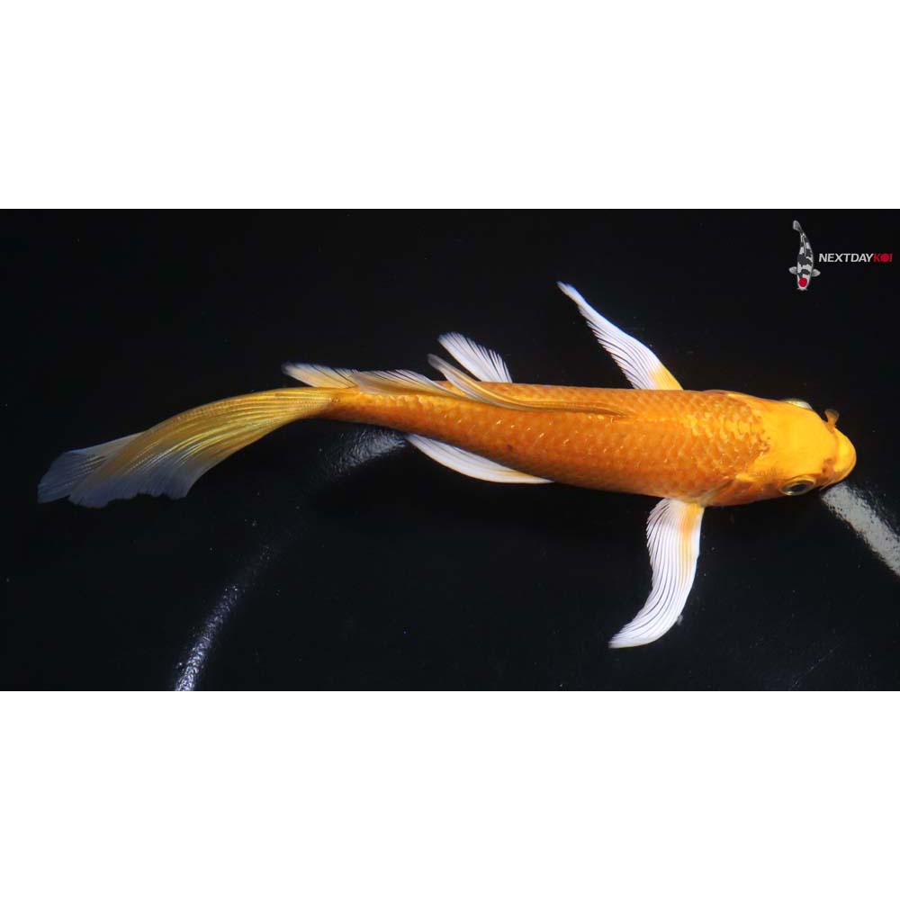6.5” Imported Yamabuki Ogon Butterfly Koi