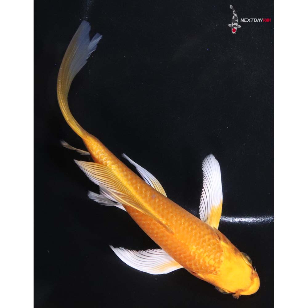 6.5” Imported Yamabuki Ogon Butterfly Koi
