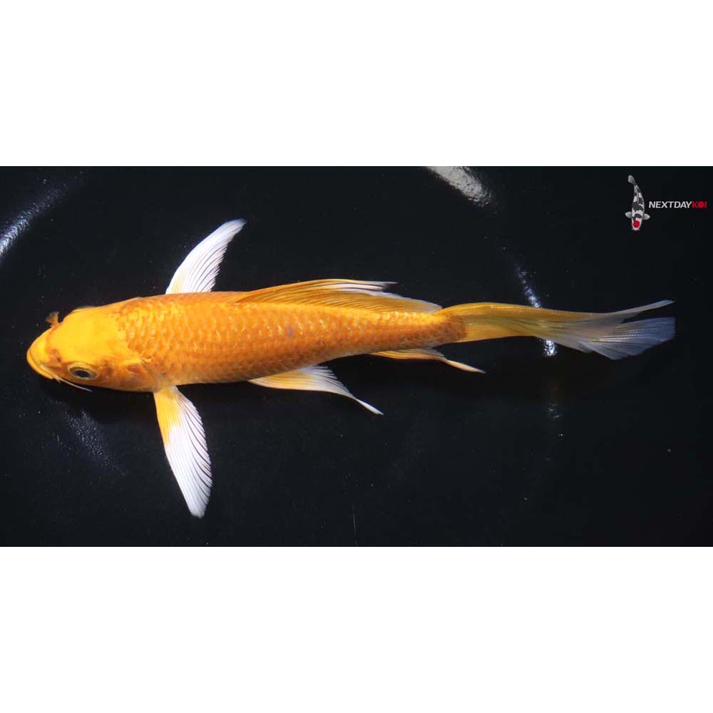 6.5” Imported Yamabuki Ogon Butterfly Koi