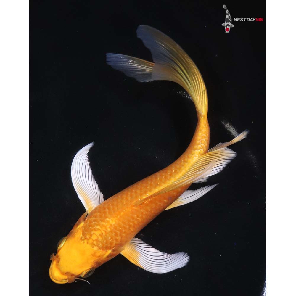 6.5” Imported Yamabuki Ogon Butterfly Koi