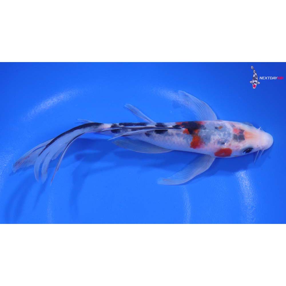 6” Imported Sanke Butterfly Koi