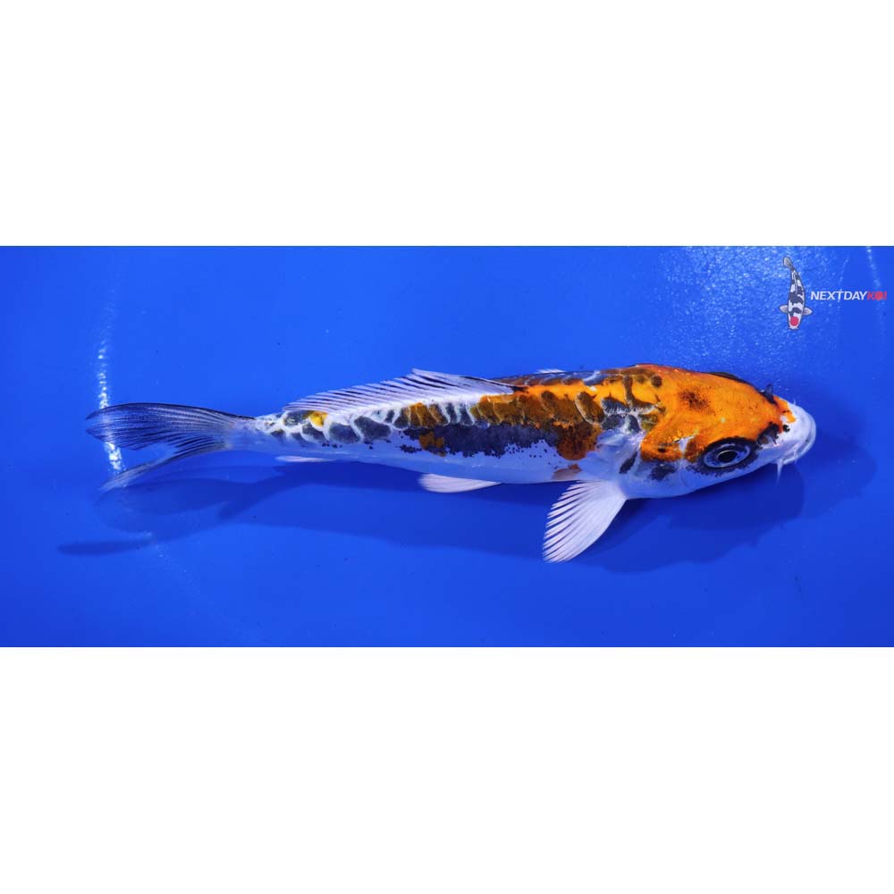 5” Imported Kin Kikokuryu