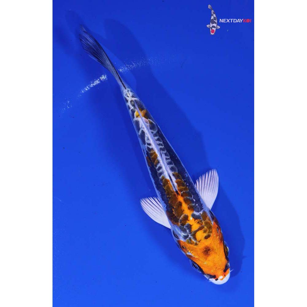 5” Imported Kin Kikokuryu