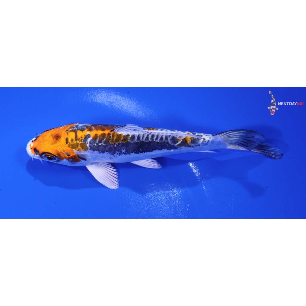 5” Imported Kin Kikokuryu