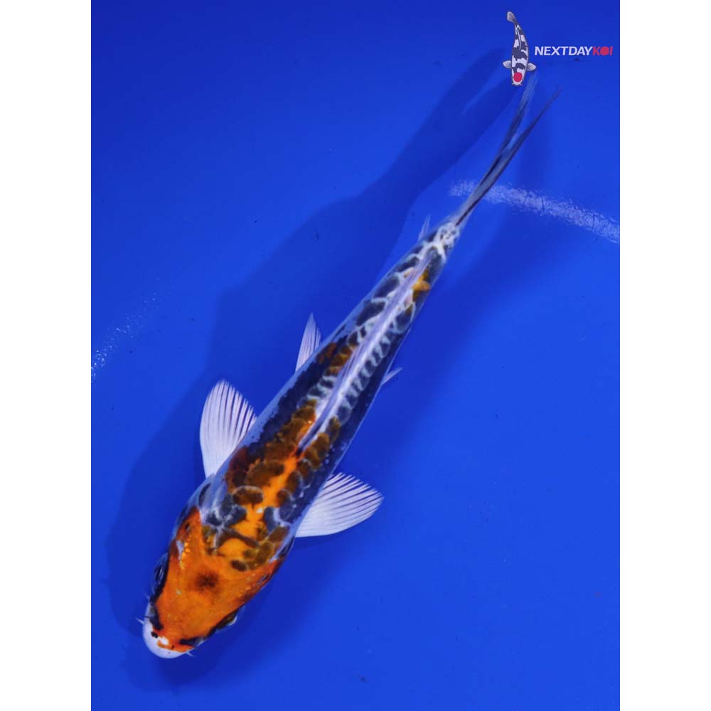 5” Imported Kin Kikokuryu