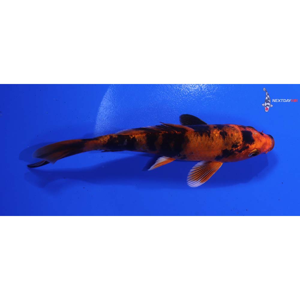 5.5” Imported Kin Hi Utsuri
