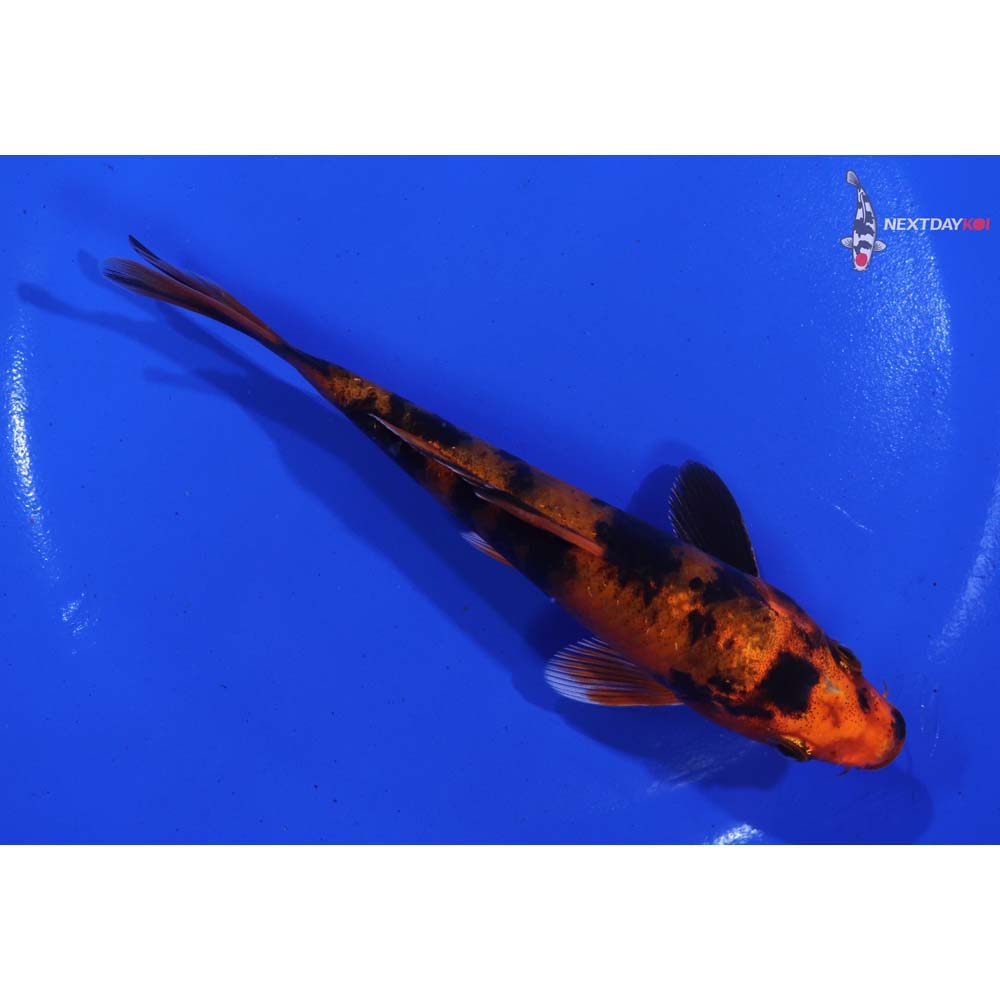 5.5” Imported Kin Hi Utsuri