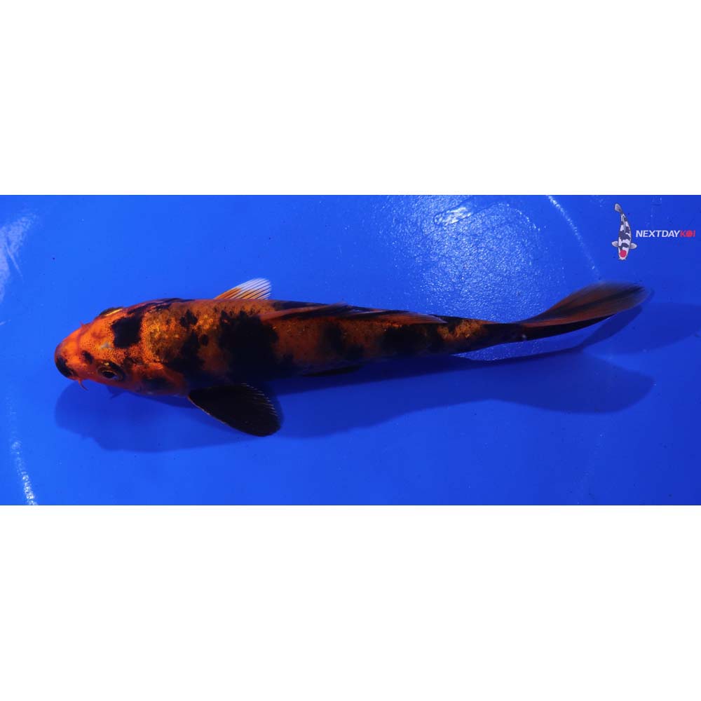 5.5” Imported Kin Hi Utsuri